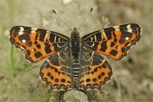 Landk&auml;rtchen Fr&uuml;hjahrsform