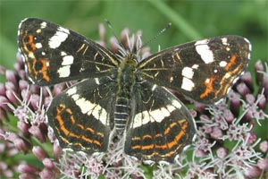 Landk&auml;rtchen Sommerform