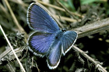 Argusbl&auml;uling M&auml;nnchen