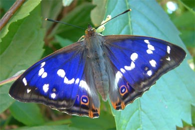 Gro&szlig;er Schillerfalter