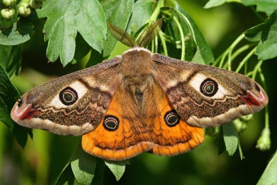 Kleines Nachtpfauenauge (M&auml;nnchen)