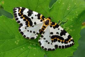 Stachelbeerspanner Falter