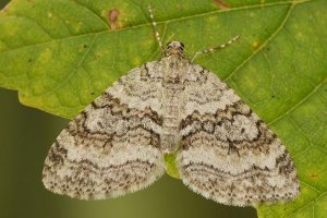 Nothocasis sertata (HÜBNER, [1817]) - Ahorn-Lappenspanner. Niedersfeld, 8. September 2016 (Foto: Dierter Robrecht) 