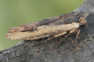 Xylena vetusta (HÜBNER, [1809-1813]) - Braune Moderholzeule. Höxter, Ziegenberg, 27. Februar 2017 (Foto: Dieter Robrecht)