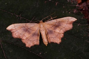 Idaea emarginata, Wahner Heide, 14. Augst 2015 (Foto: Tim Laußmann)