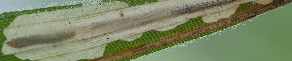 Melanargia – Schmetterlinge und mehr!