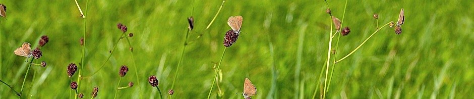 Melanargia – Schmetterlinge und mehr!