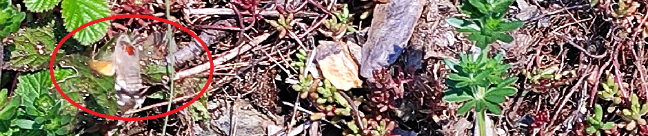 Melanargia – Schmetterlinge und mehr!