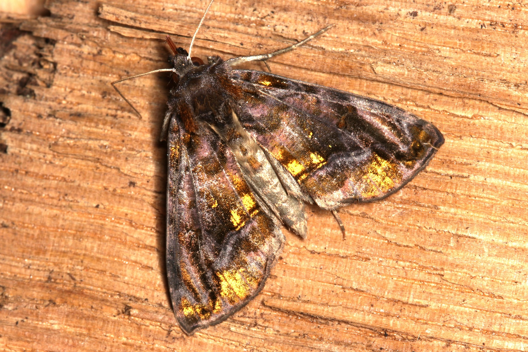 Lamprotes c-aureum