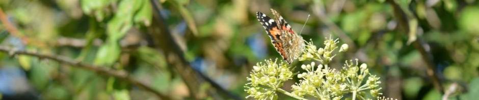 Melanargia – Schmetterlinge und mehr!