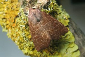 Atethmia ambusta ([DENIS & SCHIFFERMÜLLER], 1775) - Birnbaumeule. Wiesbaden, 26. August 2016 am Licht (Foto: Elias Barnickel)