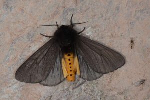 Epatolmis luctifera ([DENIS & SCHIFFERMÜLLER], 1775) - Kaiserbär. Reil, 21. Mai 2016 am Licht (Foto: Armin Dahl)