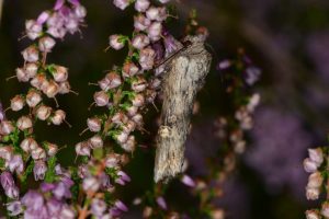 Xylena solidaginis (HÜBNER, [1800-1803]) - Rollflügel-Holzeule, Hövelhof, 2. September 2016