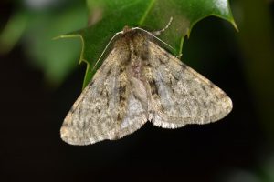 Phigalia pilosaria, Düsseldorf-Hubbelrath, 16. Februar 2017 (Foto: Armin Dahl)