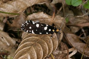 Euplocamus anthracinalis