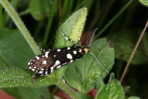 Euplocamus anthracinalis