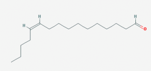 (Z)-Hexadec-11-enal: Der Lockstoff für den Zünsler