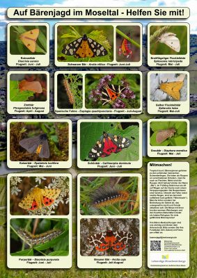 Poster: Baerenjagd im Moseltal.